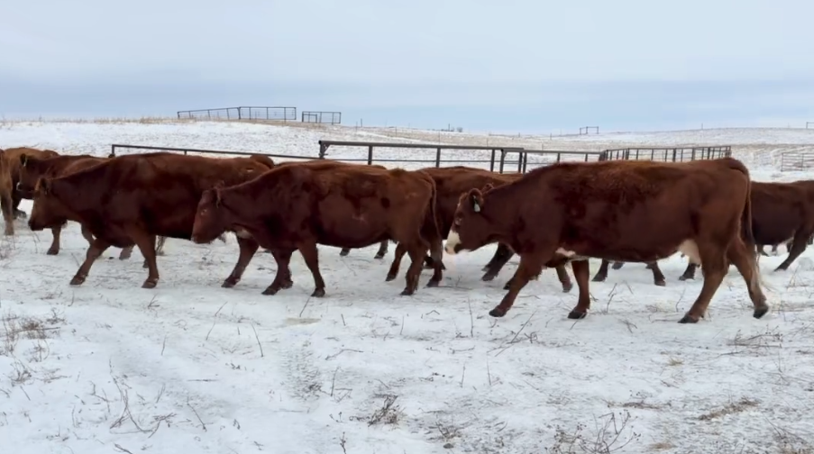 142, home raised, 1 iron 6-9 yr, old bred cows!-BC1224A5